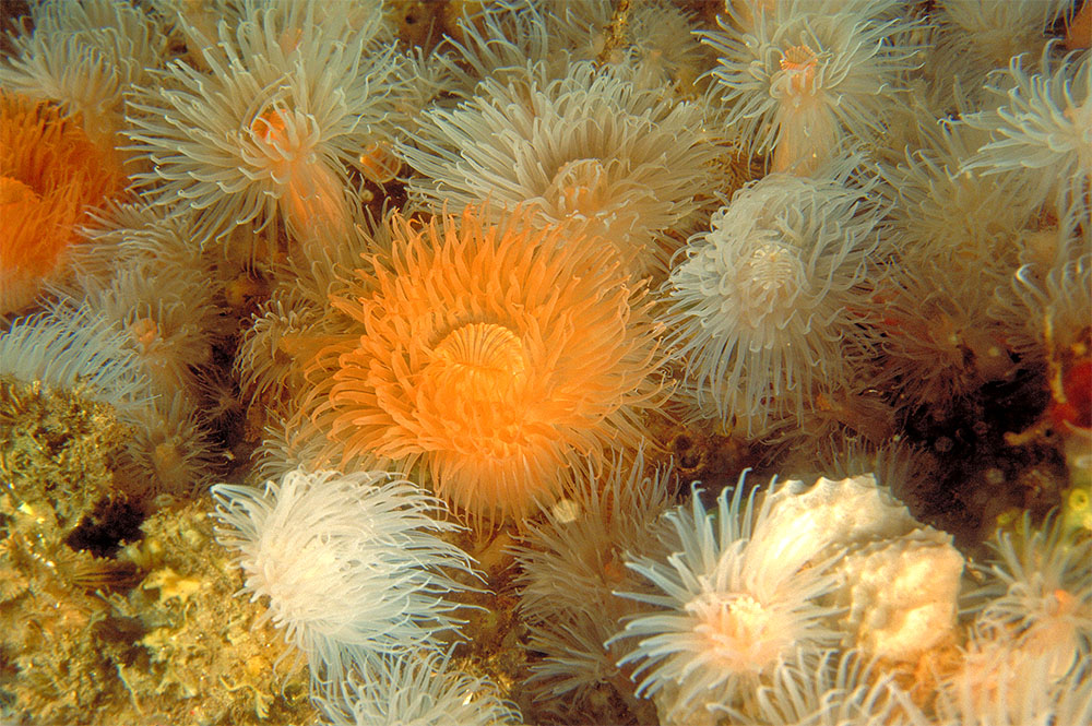 Представитель Семейства Acontiophoridae